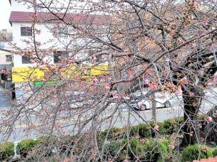 ダンコーエンボウルの桜（今年2月22日現在）