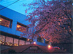ホテル暖香園3軒隣のボウリング場にある大きな桜（昨年3月はじめ）
