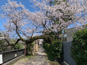 ど根性桜