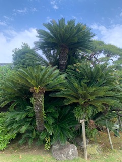 芝生の横にある大きなソテツ