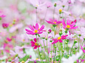 伊豆海洋公園 伊豆四季の花公園