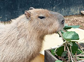 伊豆シャボテン公園