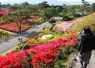 小室山（つつじ祭り 4月下旬～5月上旬）